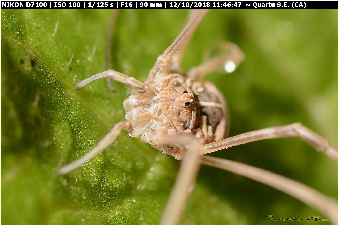 Metaphalangium cirtanum (Phalangiidae)